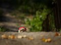 2014_04_blog_zvirata-jako-mrtva7.jpg